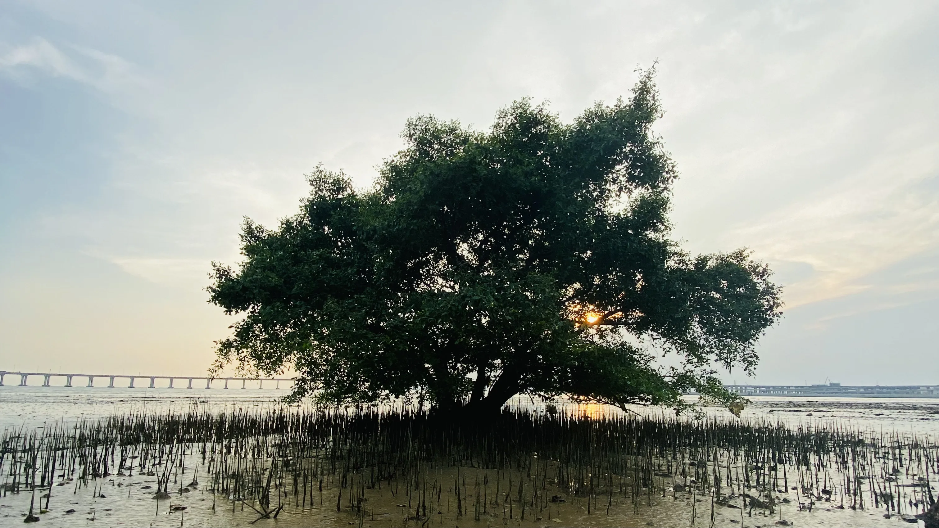 红树林